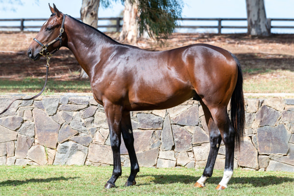 Detroit City a $200,000 Inglis Easter yearling