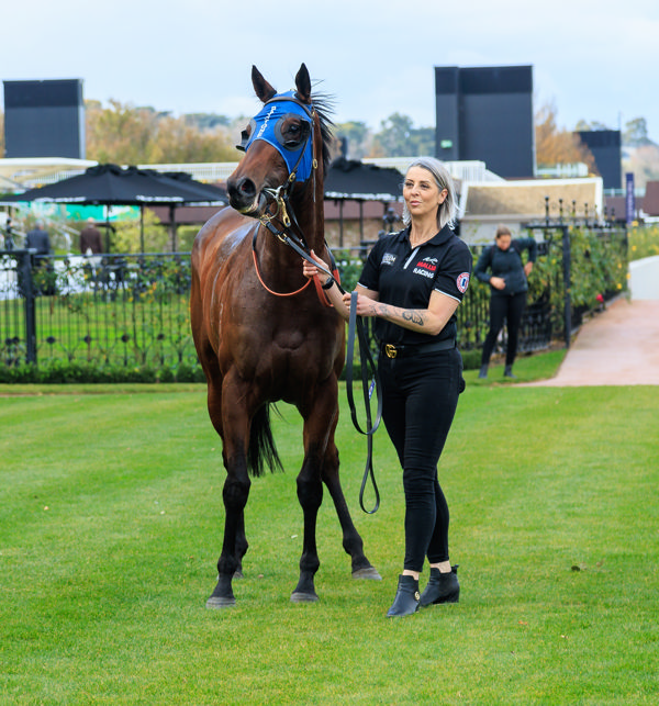 Australian stakes-winning filly Dolphin Skin is an NZB Ready to run graduate - image Grant Courtney