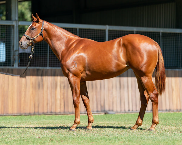 Don't Russia a $100,000 Inglis Premier yearling