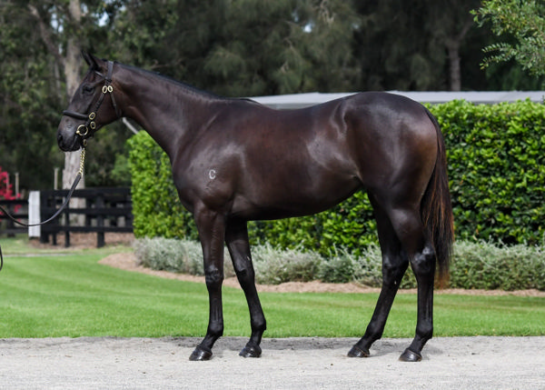 Donegal a $160,000 Inglis Easter yearling