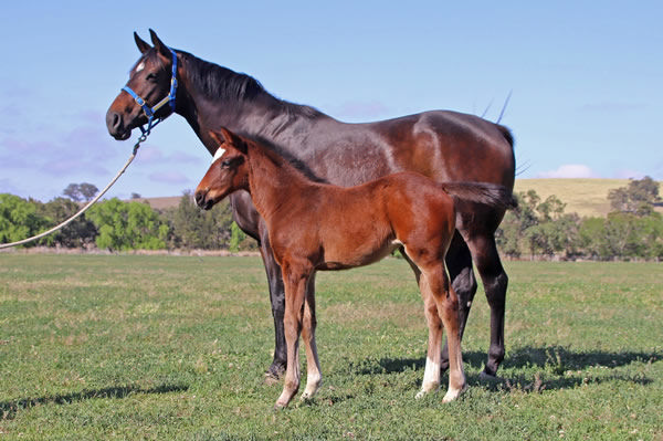 Dubai Queen and her Fastnet Express filly at Lime Country Thoroughbreds.