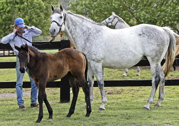 Fratianne as a foal with her dam Dubai Ice at Darley (image Mark Smith)