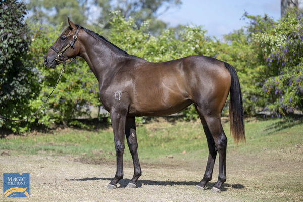 Dubious Authority passed-in short of her $50,000 reserve at Magic Millions March Yearling Sale