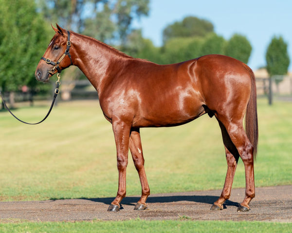 Segenhoe consigns this Dubious half-brother to Sunshine In Paris to the Inglis Premier Yearling Sale