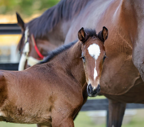 The current foal out of Dixie Blossoms, a colt by Dundeel - Image Torryburn Stud