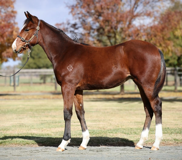 From foal to weanling and next year we see him as a yearling!