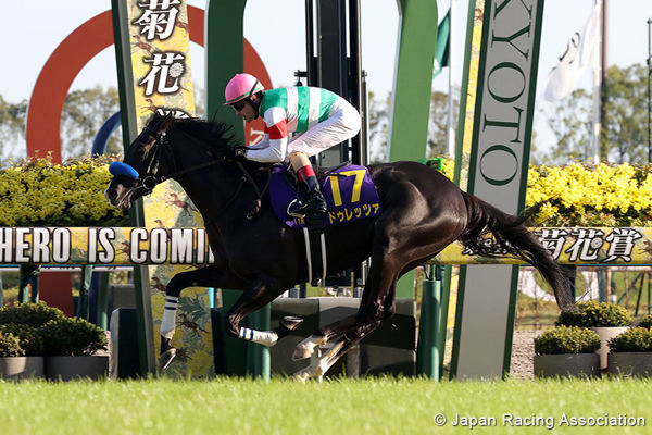 Durezza wins the G1 St Leger and is from NZ Oaks winner More Than Sacred, -  image JRA