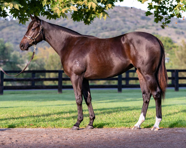 Eagle Nest a $550,000 Inglis Easter yearling