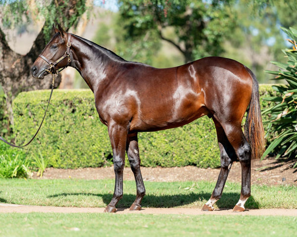 Earth God a $520,000 Inglis Easter yearling