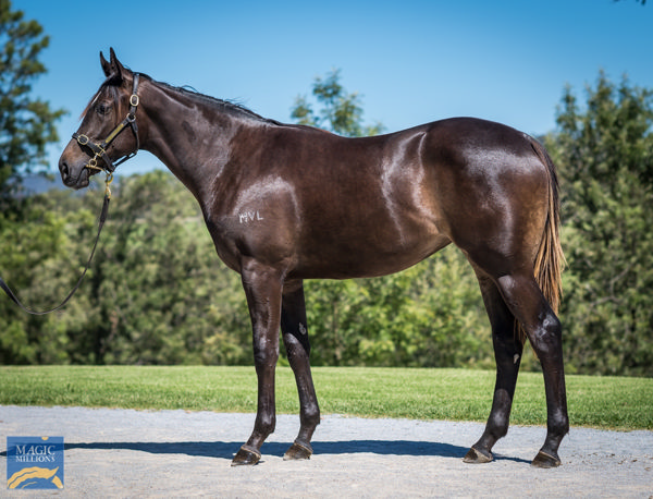 Ellibaby a $180,000 Magic Millions yearling