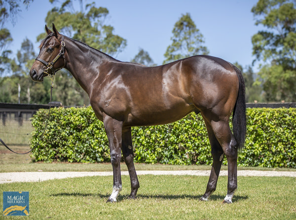 Embassy a $625,000 Magic Millions yearling