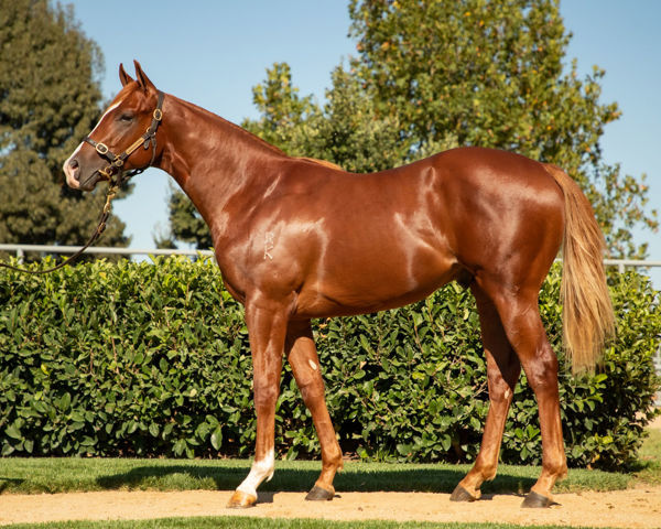 Encap was a $200,000 Inglis Easter purchase from the Newhaven Park draft.