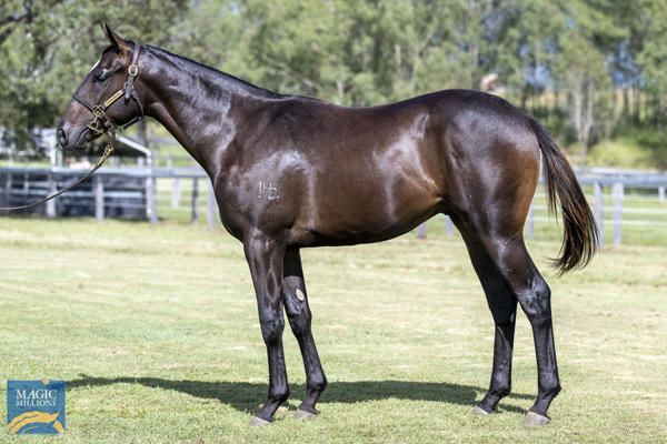 Encoder a $40,000 March Magic Millions yearling