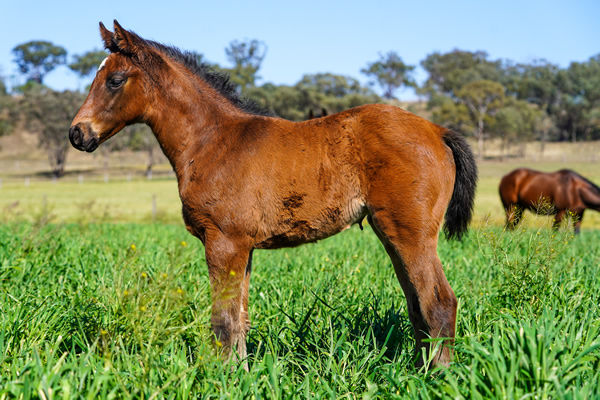 Encryption filly from Plumage