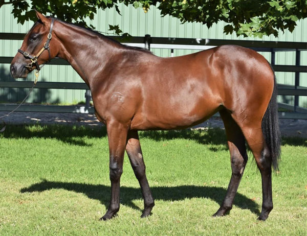 Enna's Dream a $22,000 Inglis Gold yearling