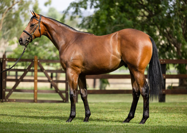 Enriched a $450,000 Inglis Easter yearling