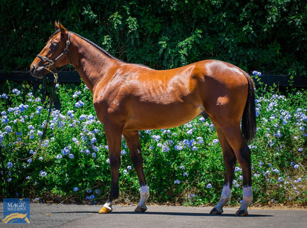 Epimeles a $130,000 Magic Millions yearling