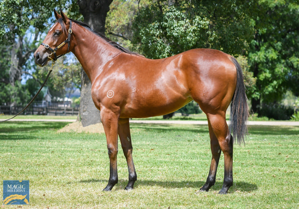 Erno's Cube a $230,000 Magic Millions yearling