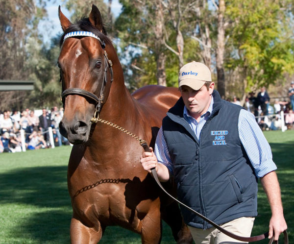 Exceed and Excel was the leading sire by average on day 1 at Magic Millions 