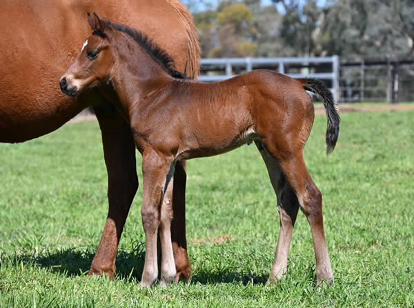 Exceedance colt from Arctic Success.