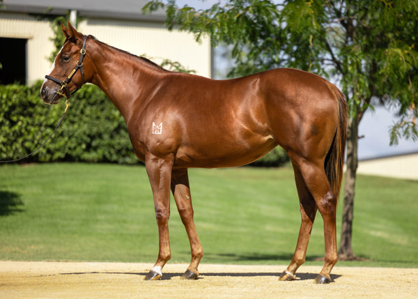 Extremely Hardys a $300,000 Inglis Easter yearling