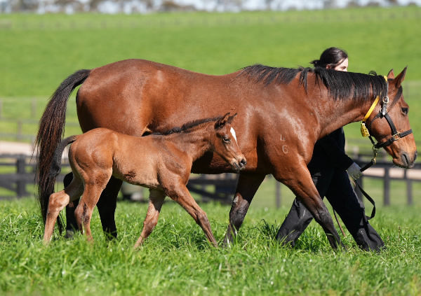 Artorius filly from Do Not Disturb.