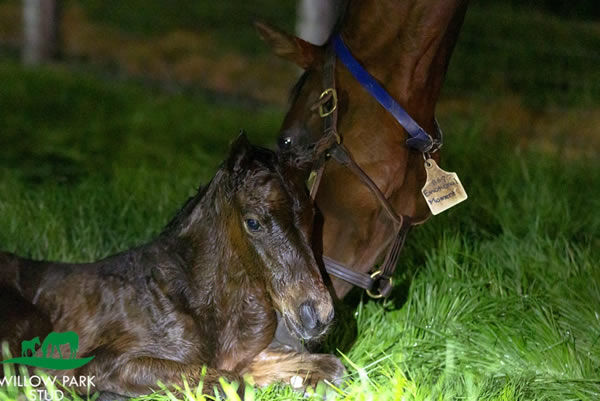 Farnan filly from Emotional Moment (GB) born at Willow Park. 