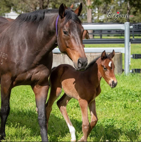 Home Affairs filly from Vitesse.