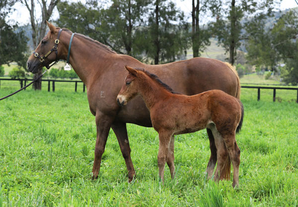 Eloping produced a filly by I Am Invincible on September 11.