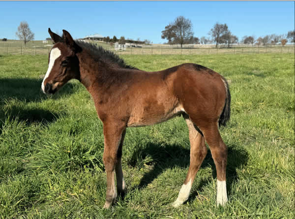 Jacquinot filly from Crystal Nights.