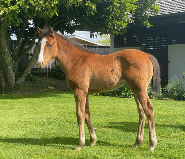 Stunning filly by Triple Crown winner Justify (USA) from Powerplay.