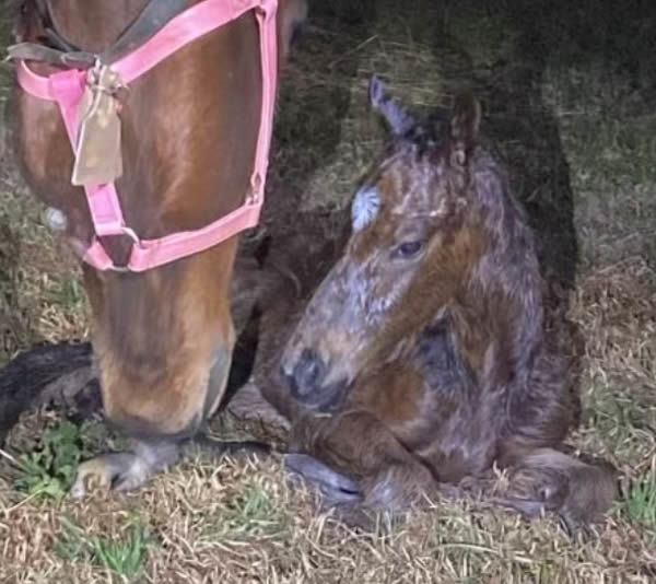 First Australian Justify foal of a new season - filly from Splendiferous.