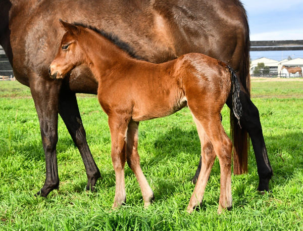 King's Legacy filly from Artemis Rose.
