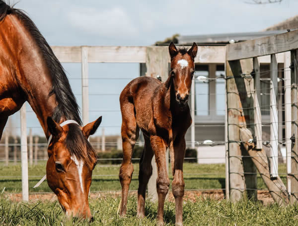 Waikato Stud Tweeted this image of Baggy Green with her Ocean Park filly last week.