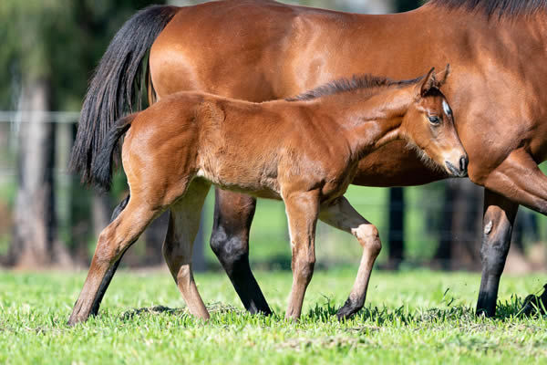 Ole Kirk filly from Ivory Rose