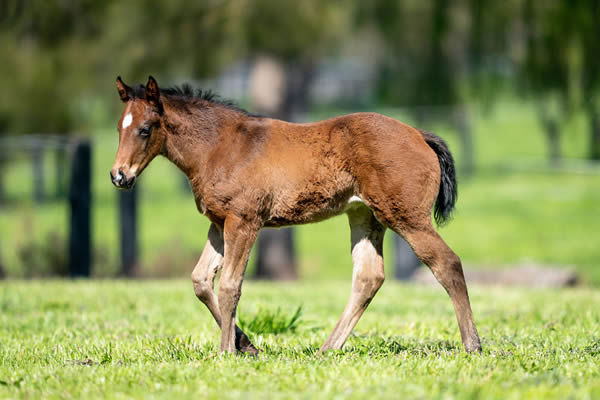 Ole Kirk filly from Saas Fee