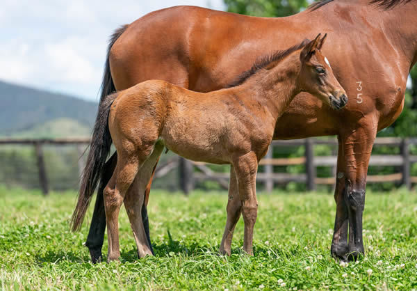 Ole Kirk filly from True Quality