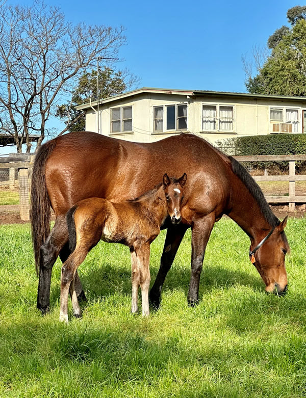 This Ole Kirk filly born at Fairview Park last month is from Touch of Mink, a grand-daughter of Makybe Diva. 