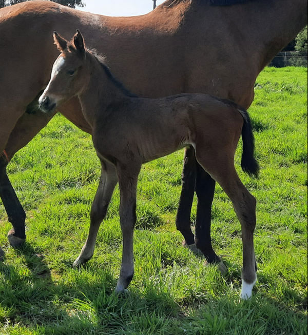 Prince of Caviar filly from Silesia.