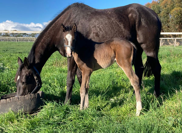 Royal Meeting (IRE) filly from Dal Riata (IRE)