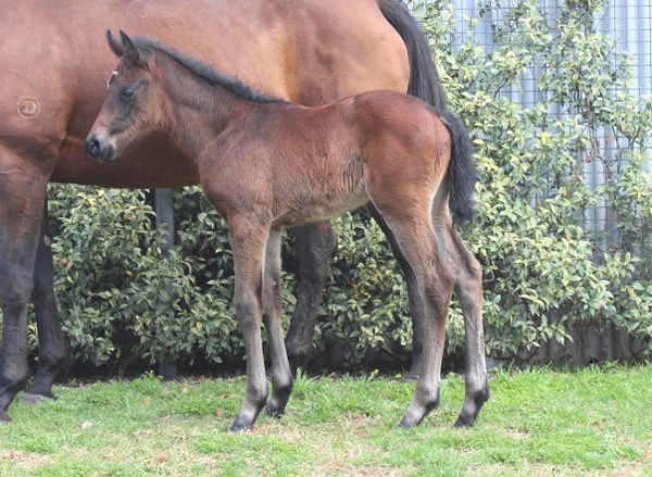 Another lovely foal for Royal Meeting, this filly from Red Ransom (USA) mare Sogha, the dam of South African G1 winner Mahbooba.
