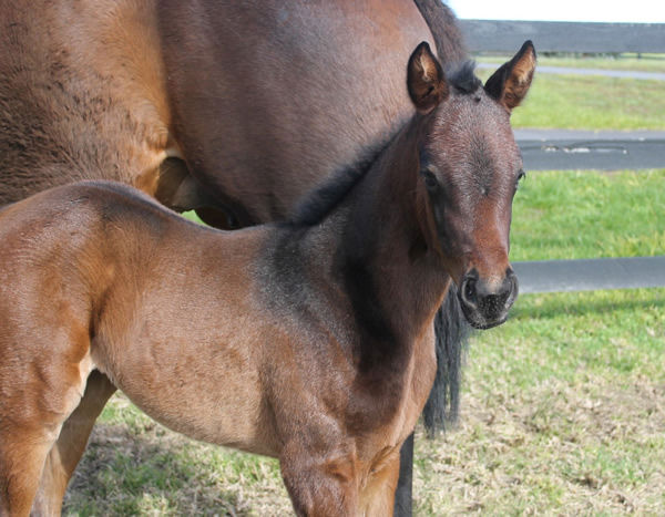 First born for Russian Camelot is this filly from Jennibeel bred by Tony Ottobre .