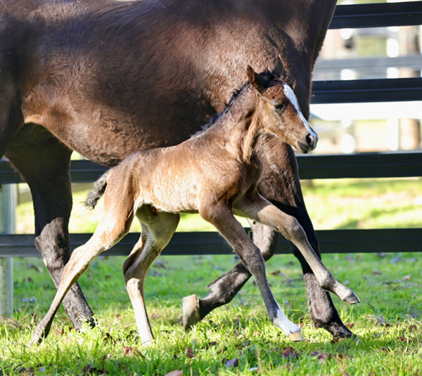 Shinzo filly from Apamurra (USA) is the first to be born at Torryburn Stud this spring.