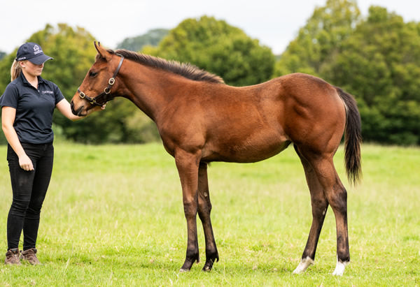 St Mark's Basilica filly from Australian bred G1 producer Believe 'n' Succeed.
