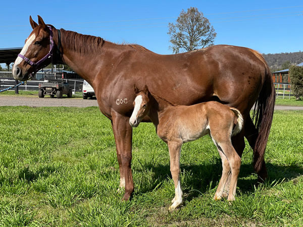 Pippie and her prized filly at Cressfield.