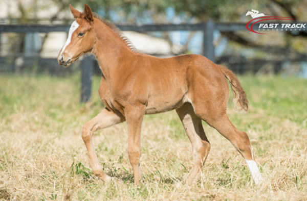Sun City filly from Transonic.
