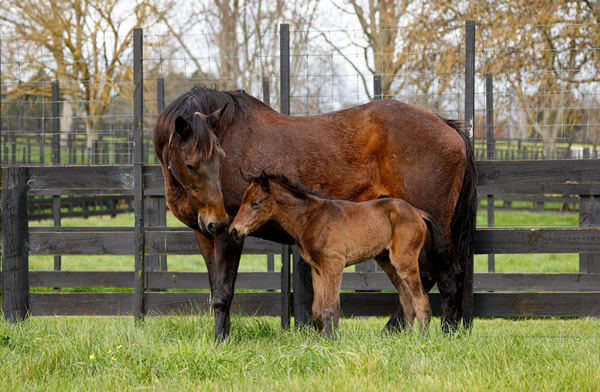 Tarzino filly from Insouciant - image Pencarrow Stud