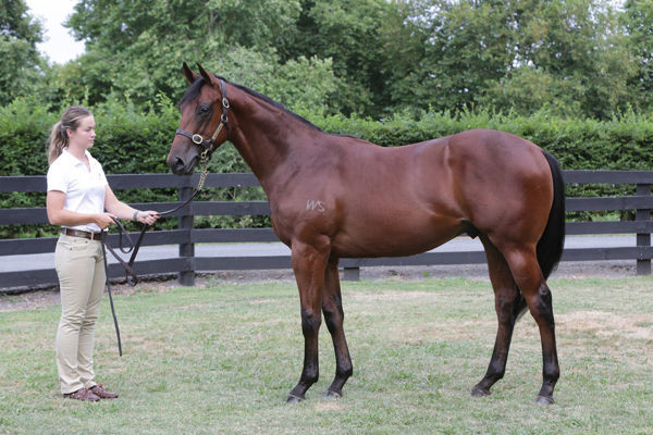 Fabrice a $30,000 Karaka yearling