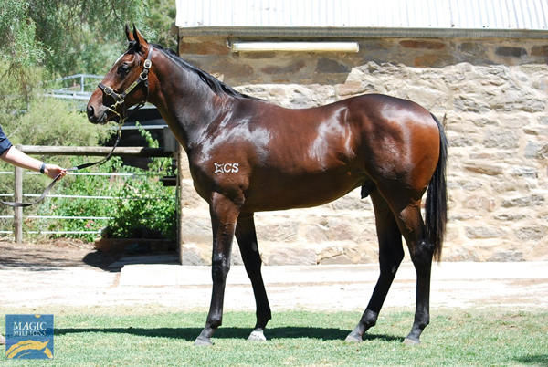 Fam Gorman a $50,000 MM Adelaide yearling