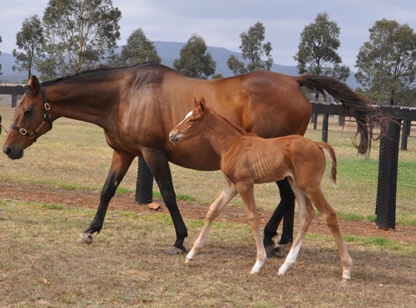 Pretty Penny and her American Pharoah filly born this week at Coolmore